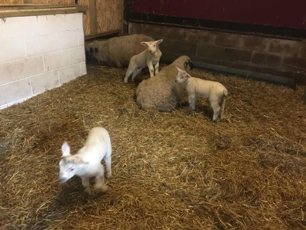 Church farm is a fantastic day out for kids and adults alike. Read our review of our lovely day out during the Easter Holidays at Church Farm.