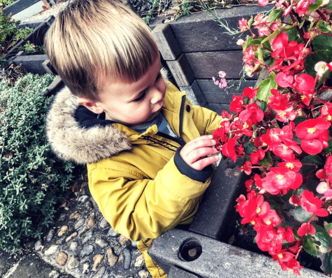 Dexter looking at red flowers out in the garden