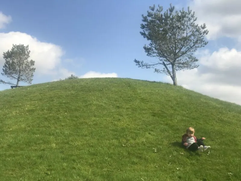 Dexter rolling down a hill in bluestone wales