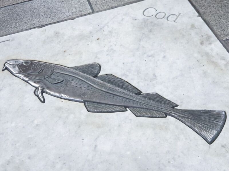 Cod fish on the floor as part of fish trail in Hull