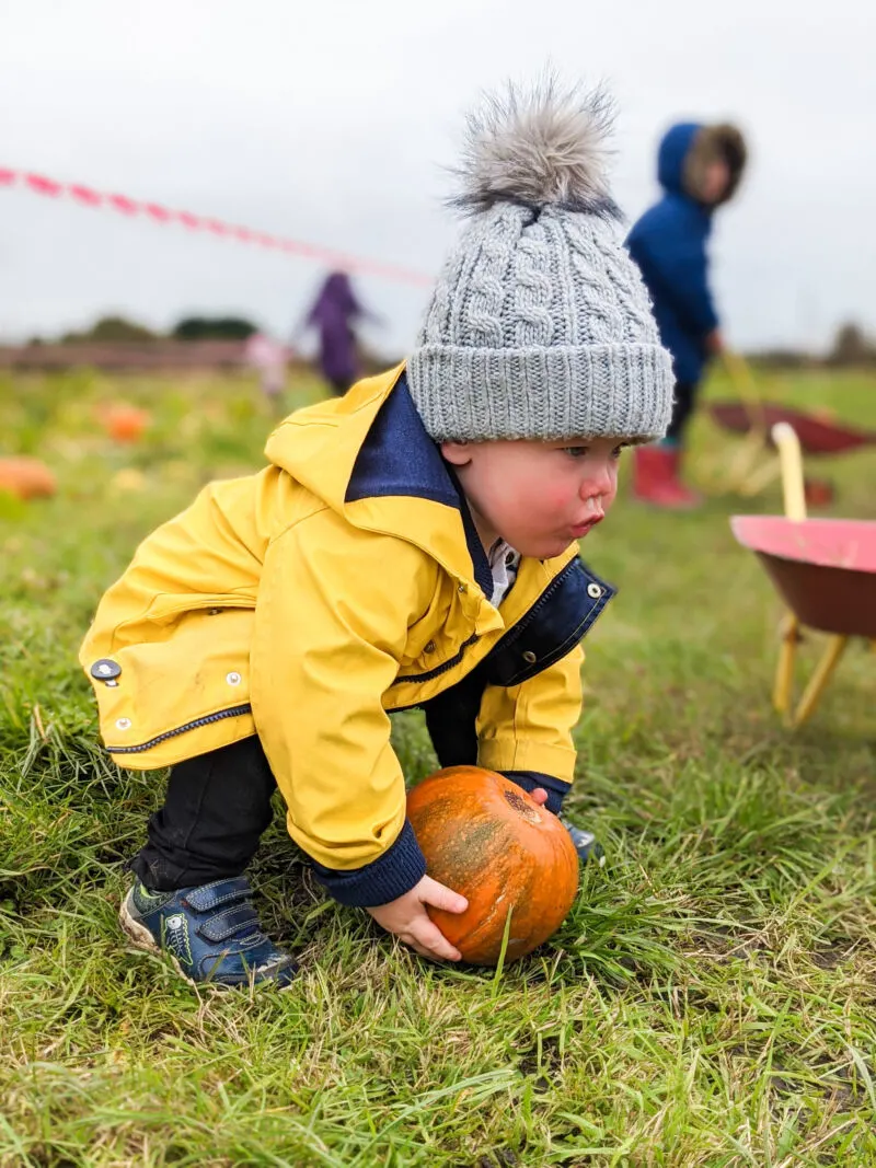 Felix lifting a pumpkin at the pumpkin patch